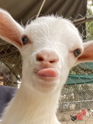 baby goat tongue