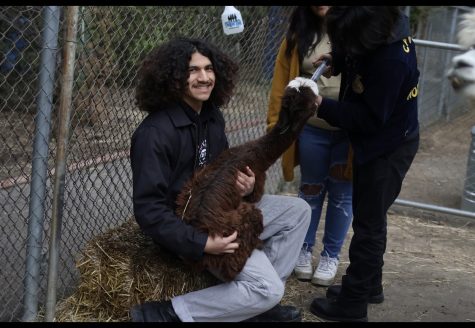 Meet Coco, North Hollywood’s Newest Alpaca