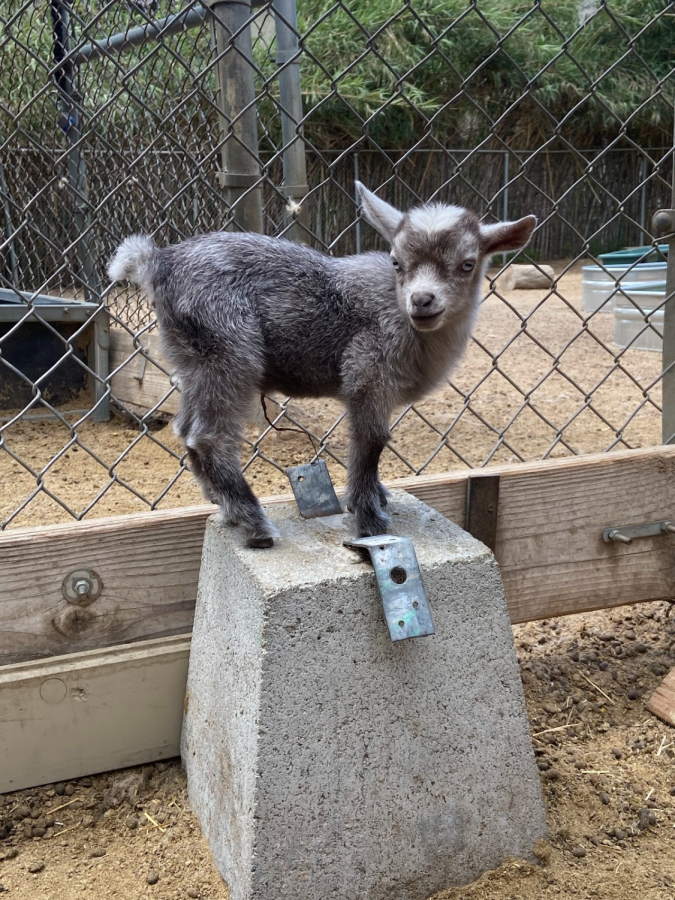 Baby Goats On The Farm