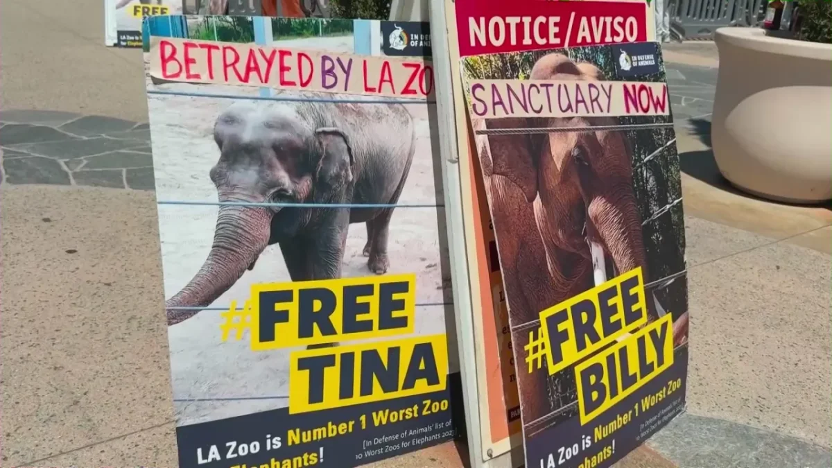 KTLA features animal advocates rally at LA Zoo, demanding sanctuary for elephants Billy and Tina. 
