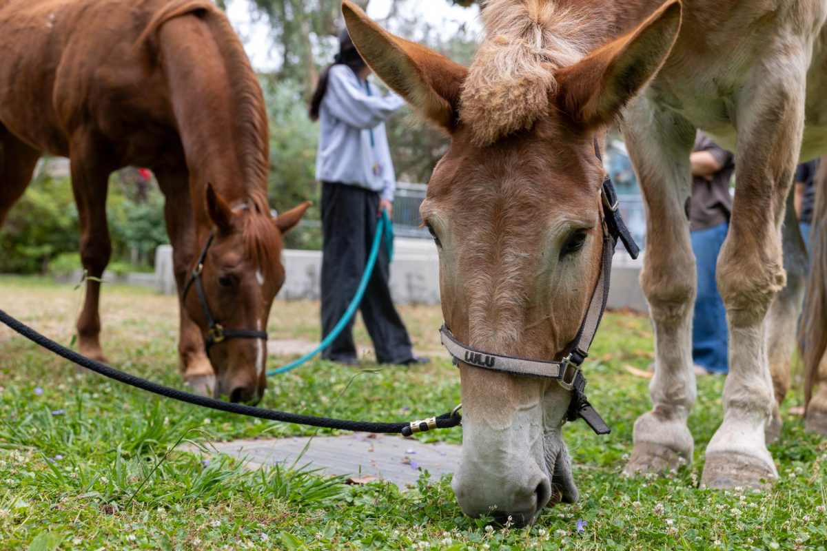 NHHS FFA's horses munch on grass in the ag area during their walk.